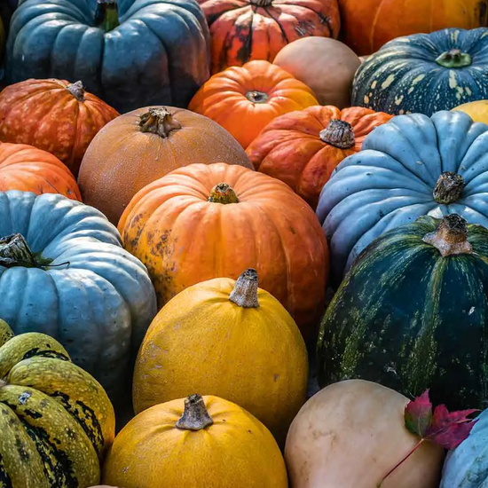 Which Pumpkins are Edible?